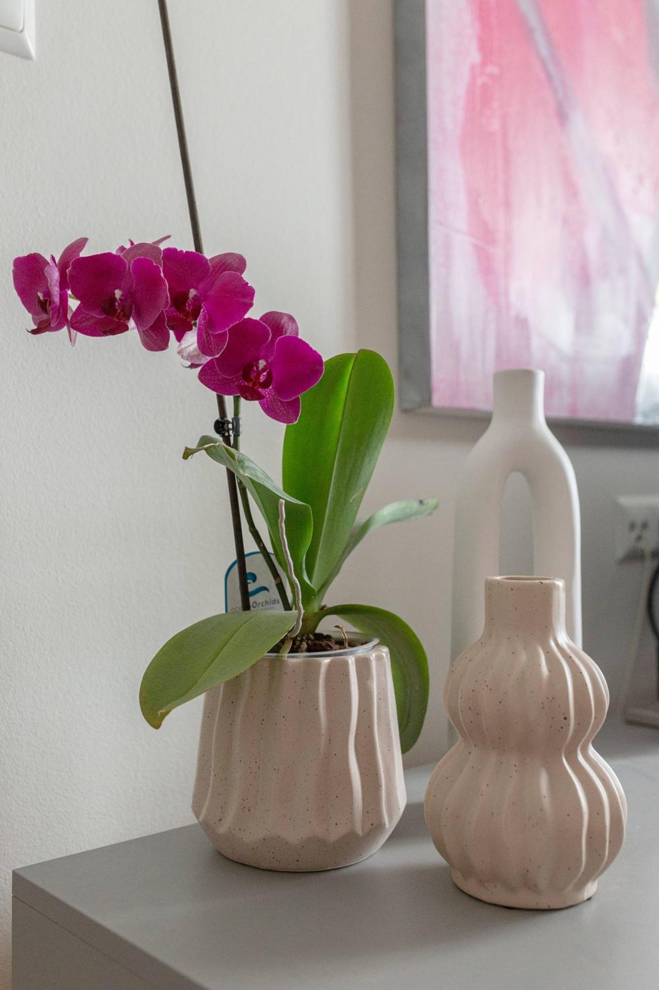 Appartement Apartma Rozeta